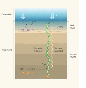 Långiver Give hjerne A natural battery – Microbial Electricity