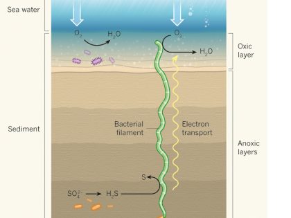 A natural battery