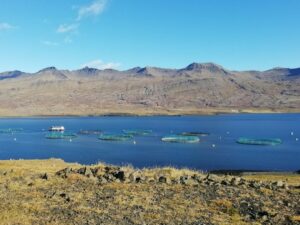 Fish farm sediments in Iceland: are cable bacteria there and what are they up to?