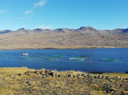 Fish farm sediments in Iceland: are cable bacteria there and what are they up to?