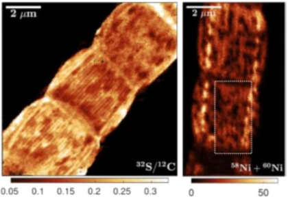 New insights in conductive bacterial wires