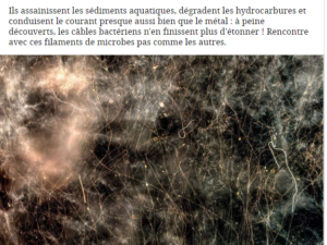 Cable bacteria in French popular science magazine